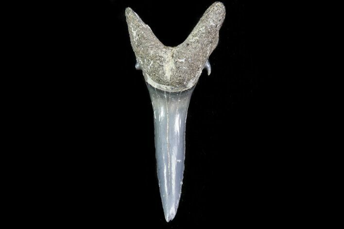 Fossil Sand Tiger Shark Tooth - Georgia #74857